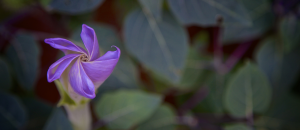 Purple-flower-leaves