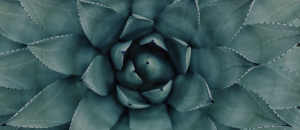 Succulent plant image
